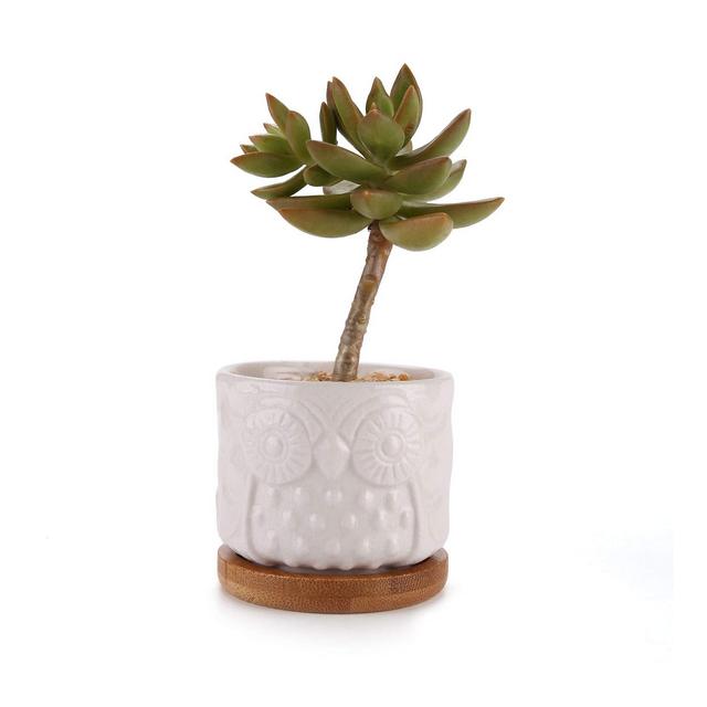 Vassoio Bianco Decorazione Ceramica Owl Succulente Planter Pot Set con Free bambù Desktop davanzale Bonsai Pots